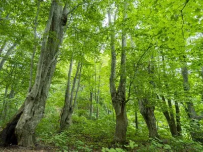 株式会社アールライブの時給1,500円｜空間に森の原音を届ける現場アシスタントインターンの画像