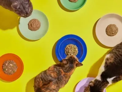 株式会社uniamのねこヘルスケアブランドの魅力を動画で届ける、学生インターン募集！の画像